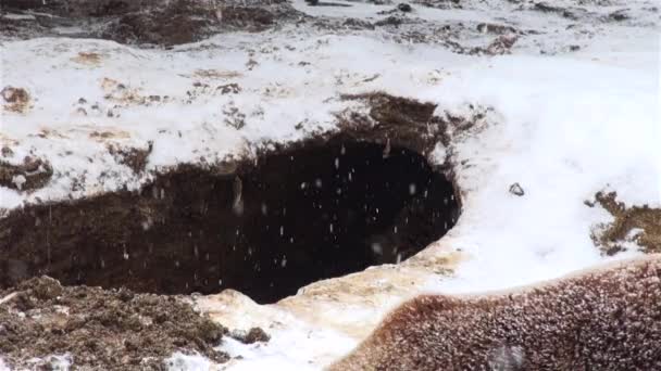 Urso jogando em um buraco no tempo de inverno — Vídeo de Stock