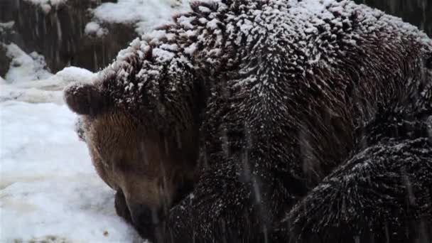 Brunbjörn i snö på natur vinter — Stockvideo