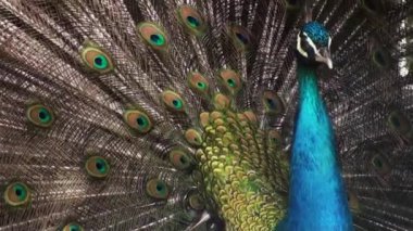 Tavuskuşu tüylü kuyruğu renkli görüntüleme.