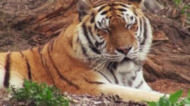 Sibirya kaplanı forrest rahatlatıcı