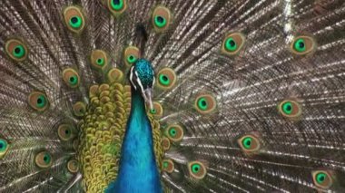 Tavuskuşu tüylü kuyruğu renkli görüntüleme.