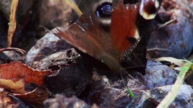 Avrupa tavuskuşu kelebek (Nymphalis IO)