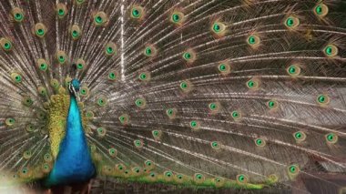 Tavuskuşu tüylü kuyruğu renkli görüntüleme.