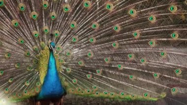 Tavuskuşu tüylü kuyruğu renkli görüntüleme.