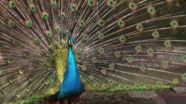 Tavuskuşu tüylü kuyruğu renkli görüntüleme.