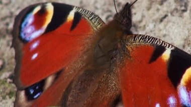 Avrupa tavuskuşu kelebek (Nymphalis IO)