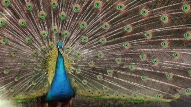 Tavuskuşu tüylü kuyruğu renkli görüntüleme.