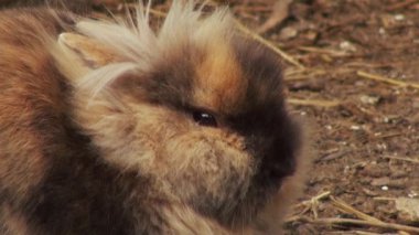 Sevimli tavşan yakın çekim