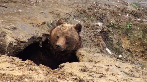 Ours jouant dans un trou en hiver 