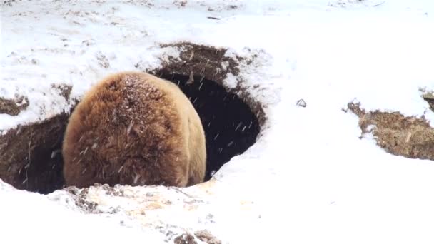 Bär spielt im Winter in einem Loch — Stockvideo