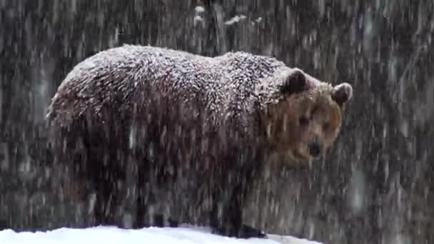 The brown bear in snow at nature winter — Stock Video