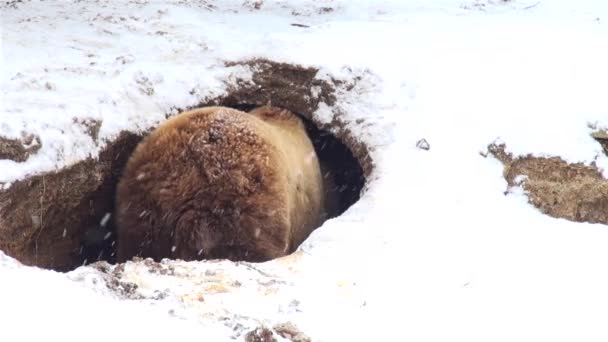 Urso jogando em um buraco no tempo de inverno — Vídeo de Stock