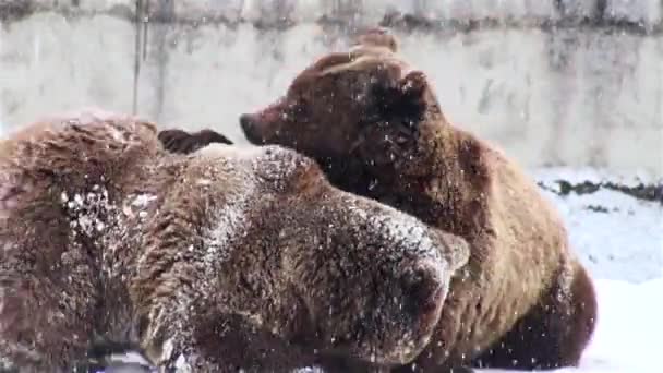 Бурый медведь в снегу зимой — стоковое видео