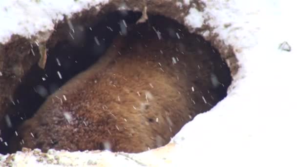 겨울철에는 구멍에 재생 하는 곰 — 비디오