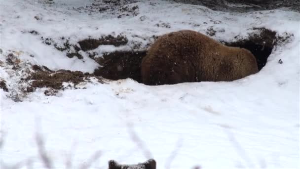 Bär spielt im Winter in einem Loch — Stockvideo