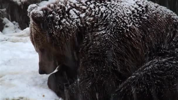 L'orso bruno in neve a inverno di natura — Video Stock