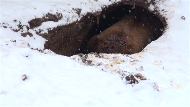 Αρκούδα παιχνίδι σε μια τρύπα στην διάρκεια του χειμώνα — Αρχείο Βίντεο