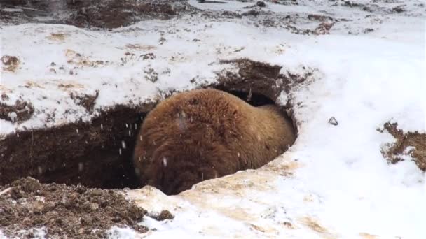 겨울철에는 구멍에 재생 하는 곰 — 비디오