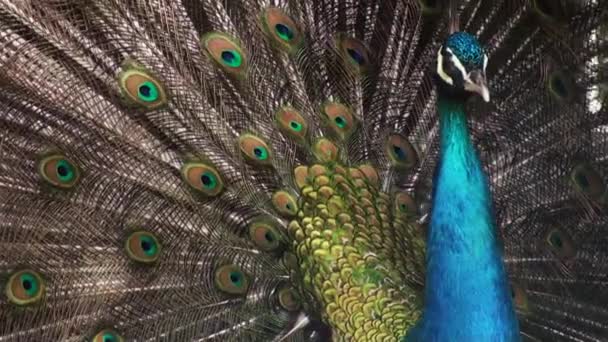 Peacock displaying his colorful feathered tail. — Stock Video