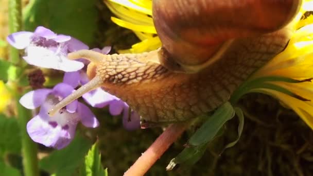蜗牛在春天时间与蒲公英的花 — 图库视频影像