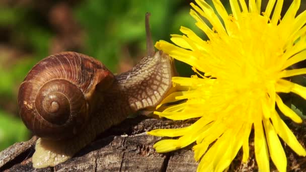 Schnecken im Frühling mit Löwenzahnblüte — Stockvideo