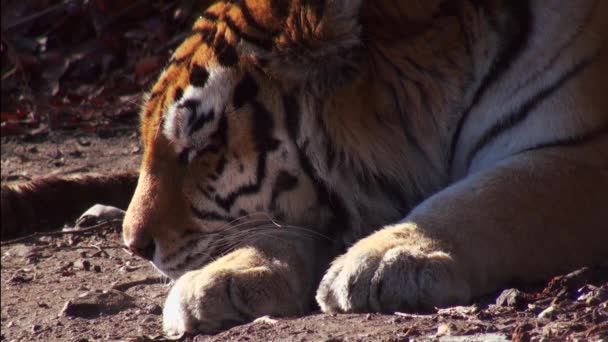 Siberian tiger relaxing in the forrest — Stock Video