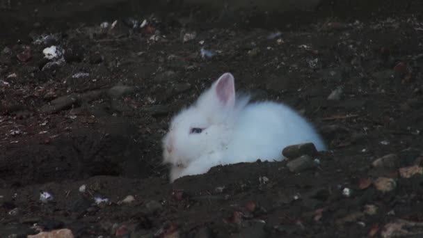 Adorable rabbit close up — Stock Video