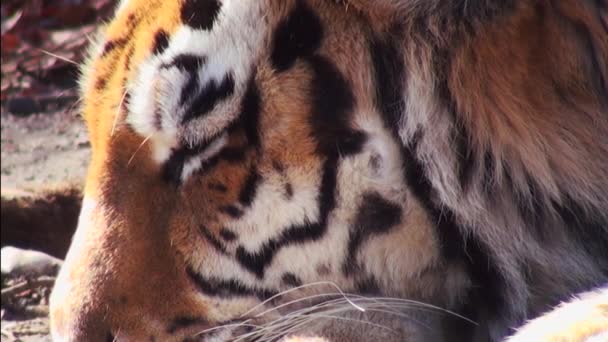 Tigre sibérien relaxant dans la forêt — Video