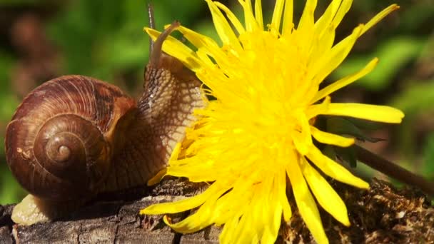 Snails in spring time  with dandelion flower — Stock Video