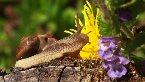 Caracoles en primavera con flor de diente de león — Vídeo de stock