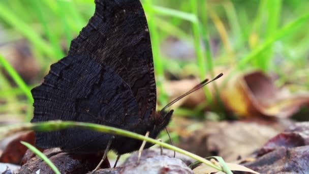 Mariposa europea del pavo real (Aglais io ) — Vídeos de Stock
