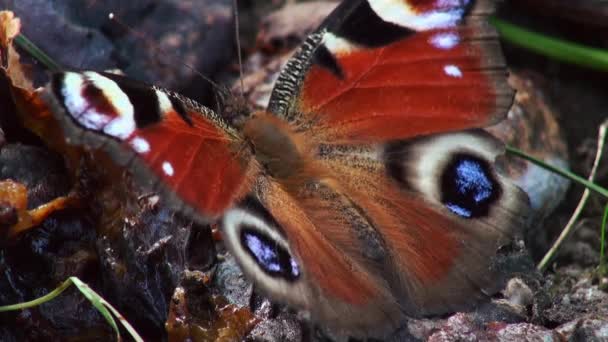 Ευρωπαϊκό Peacock πεταλούδα (Aglais io) — Αρχείο Βίντεο