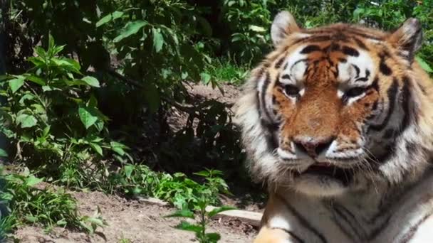 Siberian tiger relaxing in the forrest — Stock Video