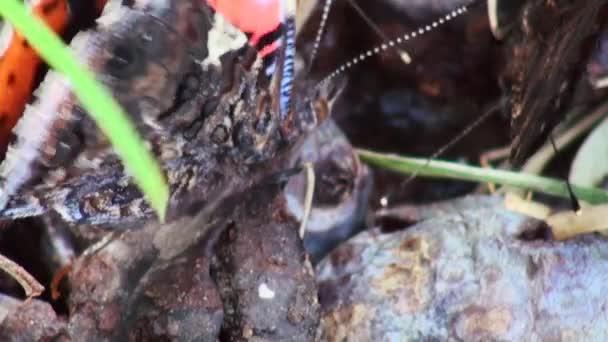 Европейская павлинья бабочка (Aglais io ) — стоковое видео