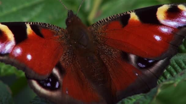 Mariposa europea del pavo real (Aglais io ) — Vídeos de Stock