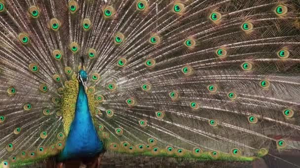 Peacock visar hans färgglada fjädrar svans. — Stockvideo