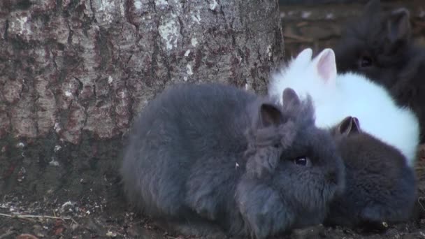 愛らしいウサギをクローズ アップ — ストック動画