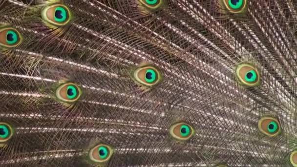 Peacock zijn kleurrijke gevederde staart weergeven. — Stockvideo