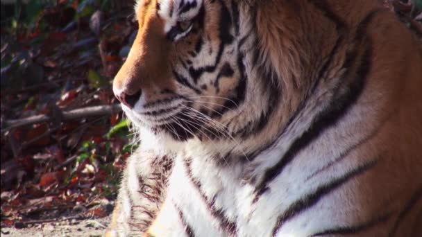 Tigre sibérien relaxant dans la forêt — Video