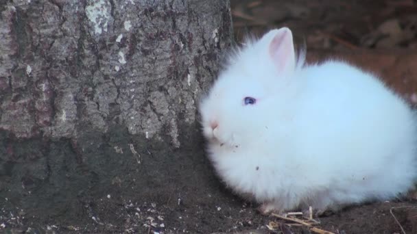 Adorable rabbit close up — Stock Video