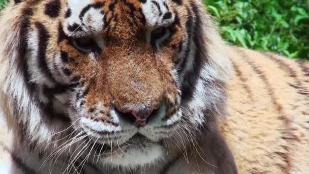 Tigre sibérien relaxant dans la forêt — Video