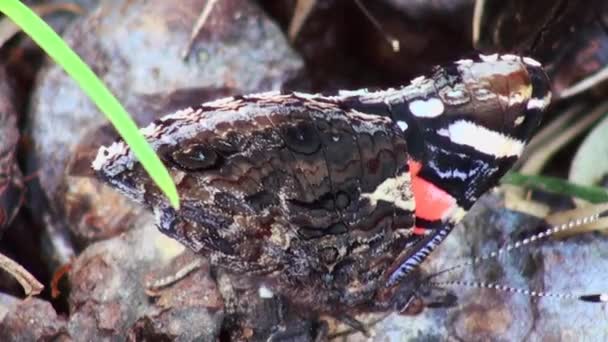 Mariposa europea del pavo real (Aglais io ) — Vídeos de Stock