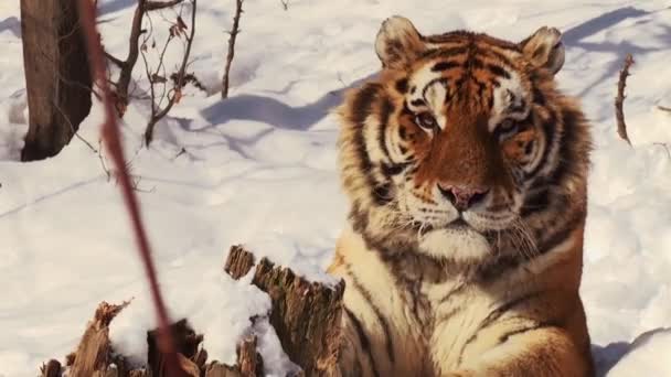 Siberische tijger ontspannen in het bos — Stockvideo