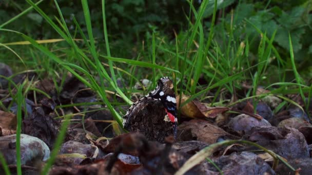 Avrupa tavuskuşu kelebek (Nymphalis IO) — Stok video