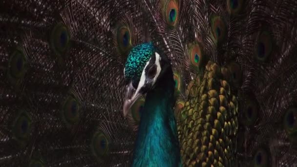 Pavo real mostrando su colorida cola emplumada . — Vídeo de stock