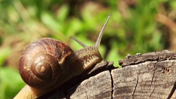 Caracóis em tempo de primavera com flor de dente de leão — Vídeo de Stock