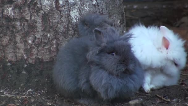 Adorable lapin gros plan 