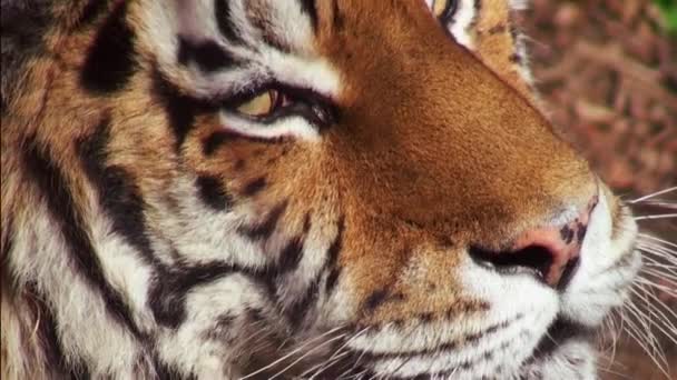 Sibirischer Tiger entspannt sich im Wald — Stockvideo