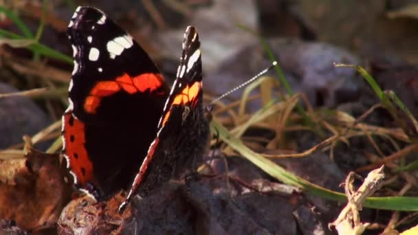 Avrupa tavuskuşu kelebek (Nymphalis IO) — Stok video