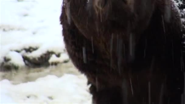 L'orso bruno in neve a inverno di natura — Video Stock